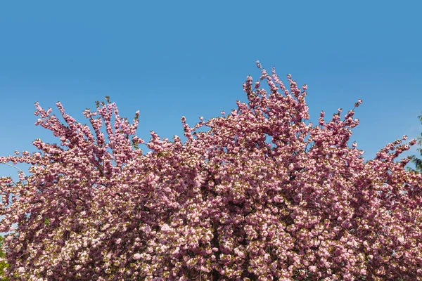 Κερασιά Στην Άνθιση Sakura Λουλούδια Κεράσι Ανθίσει Sakura Ιαπωνικά Ανοιξιάτικα — Φωτογραφία Αρχείου