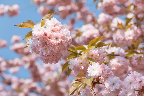 Ciliegio Fiore Fiori Sakura Fiore Ciliegio Sakura Fiori Primavera Giapponesi — Foto Stock