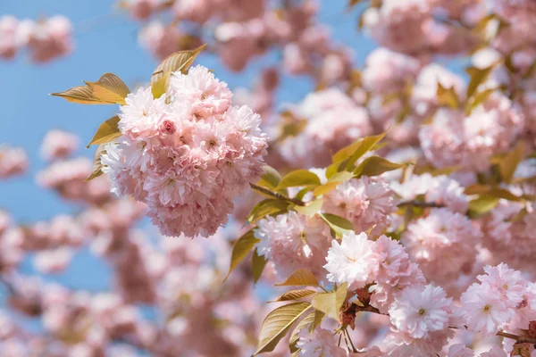 Körsbärsträd Blom Sakura Blommor Körsbärsblommor Sakura Japansk Vårblommor Rosa Körsbär — Stockfoto