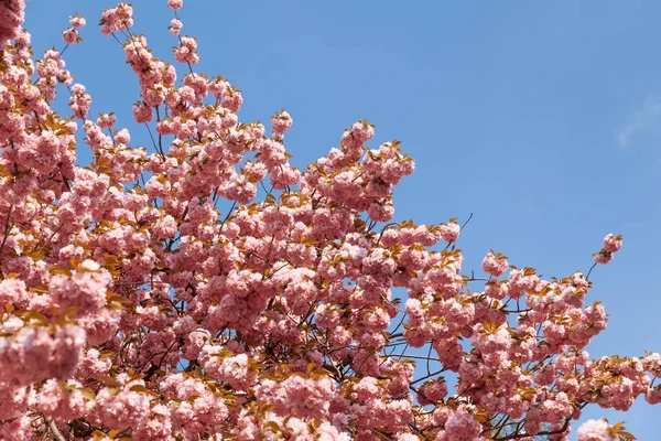 樱花树盛开 樱花日本春花 粉红色樱桃花 — 图库照片