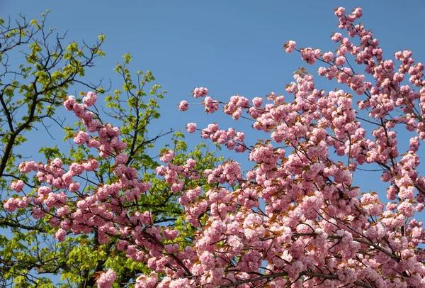 Körsbärsträd Blom Sakura Blommor Körsbärsblommor Sakura Japansk Vårblommor Rosa Körsbär — Stockfoto