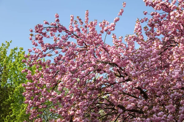 Κερασιά Στην Άνθιση Sakura Λουλούδια Κεράσι Ανθίσει Sakura Ιαπωνικά Ανοιξιάτικα — Φωτογραφία Αρχείου