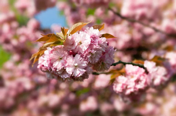 Вишня Цвету Цветы Сакуры Цветок Вишни Японские Весенние Цветы Сакуры — стоковое фото
