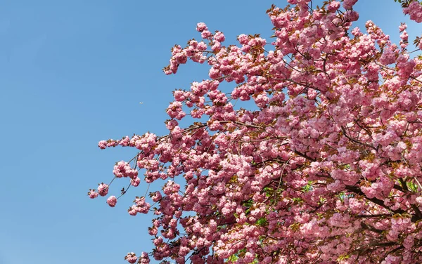Cherry tree in bloom. Sakura flowers. Cherry blossom. Sakura Japanese Spring Flowers. Pink Cherry Flowers