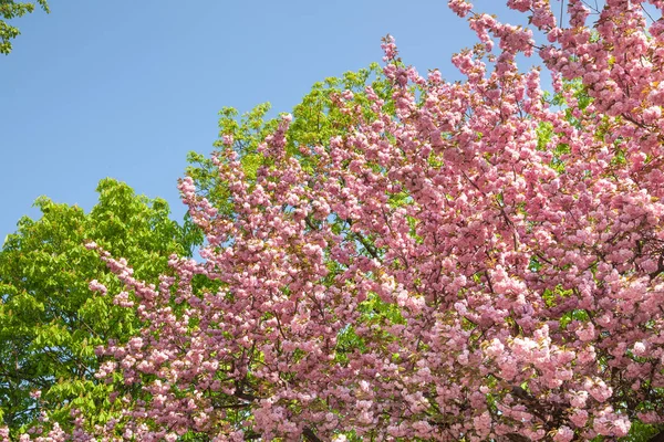 Cerezo Flor Flores Sakura Flor Cerezo Sakura Japanese Spring Flowers — Foto de Stock