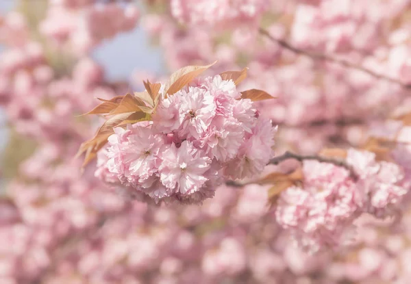 樱花树盛开 樱花日本春花 粉红色樱桃花 — 图库照片