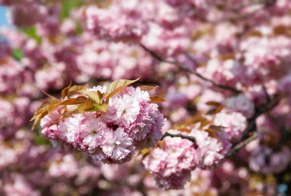 Kirschbaum Voller Blüte Sakura Blumen Kirschblüte Sakura Japanische Frühlingsblumen Rosafarbene — Stockfoto