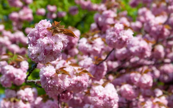 Kersenboom Bloei Sakura Bloemen Kersenbloesem Sakura Japans Lentebloemen Cherry Roze — Stockfoto
