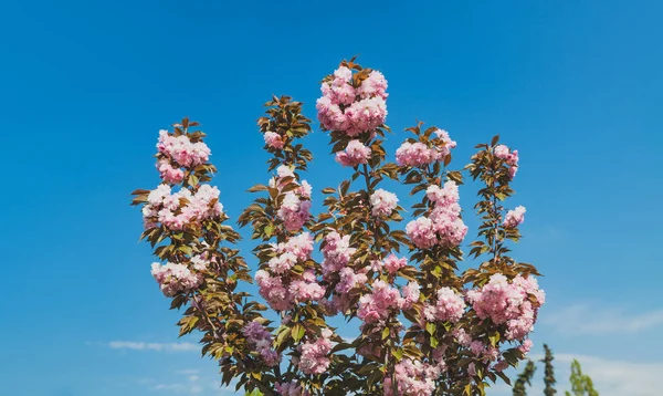 Kersenboom Bloei Sakura Bloemen Kersenbloesem Sakura Japans Lentebloemen Cherry Roze — Stockfoto