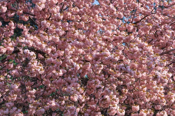 Cherry tree in bloom. Sakura flowers. Cherry blossom. Sakura Japanese Spring Flowers. Pink Cherry Flowers