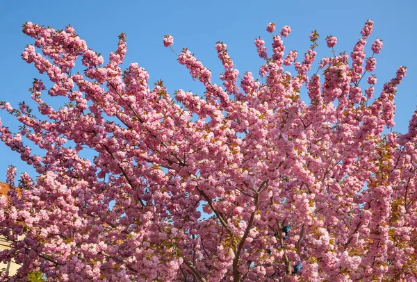 Sakura cherry flowers
