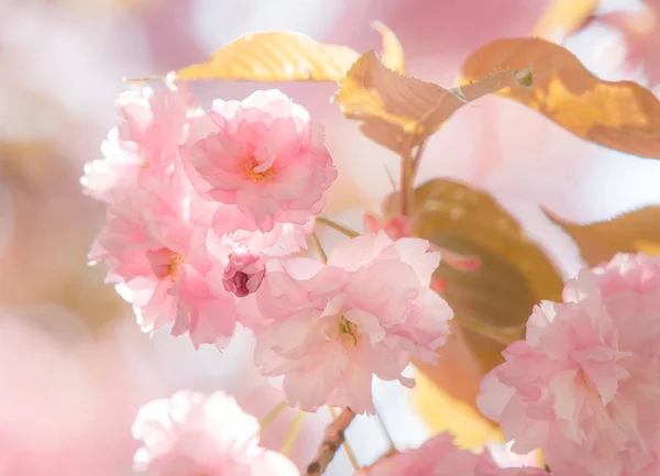 Niowego Drzewa Rozkwicie Sakura Kwiaty Kwiat Wiśni Sakura Japoński Wiosennych — Zdjęcie stockowe