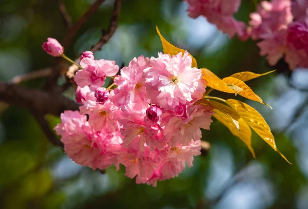 Niowego Drzewa Rozkwicie Sakura Kwiaty Kwiat Wiśni Sakura Japoński Wiosennych — Zdjęcie stockowe