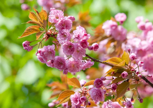 Třešňový Strom Květu Sakura Květiny Třešňový Květ Jarní Japonská Sakura — Stock fotografie