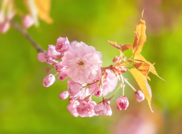 Kirschbaum Voller Blüte Sakura Blumen Kirschblüte Sakura Japanische Frühlingsblumen Rosafarbene — Stockfoto