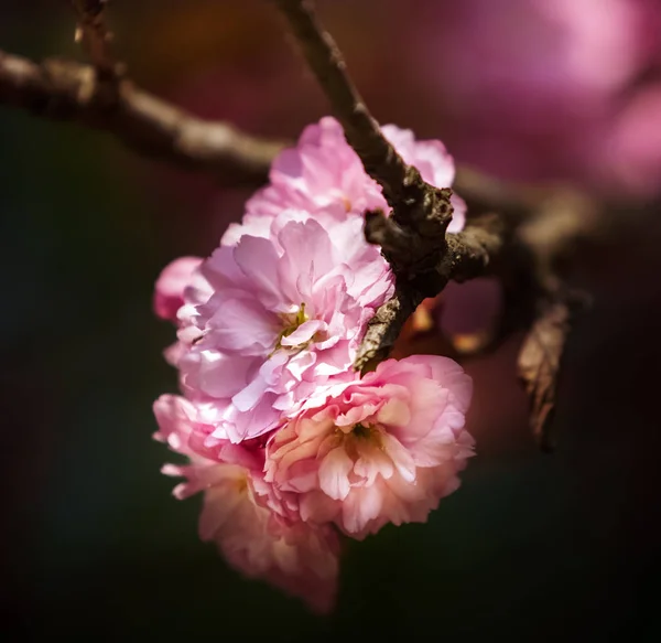 Kersenboom Bloei Sakura Bloemen Kersenbloesem Sakura Japans Lentebloemen Cherry Roze — Stockfoto