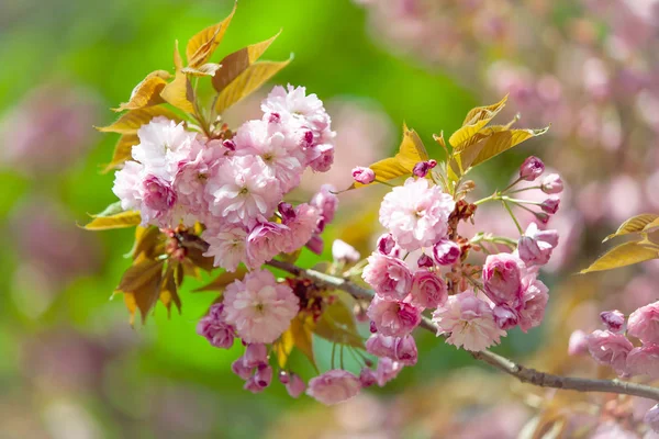 Kersenboom Bloei Sakura Bloemen Kersenbloesem Sakura Japans Lentebloemen Cherry Roze — Stockfoto