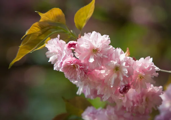 Cherry Tree Bloom Sakura Flowers Cherry Blossom Sakura Japanese Spring — Stock Photo, Image