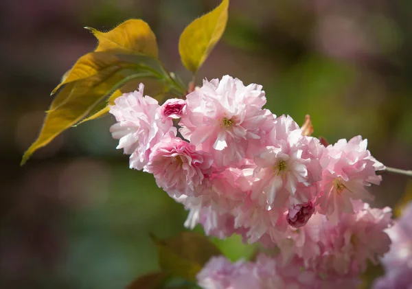 Kirschbaum Voller Blüte Sakura Blumen Kirschblüte Sakura Japanische Frühlingsblumen Rosafarbene — Stockfoto