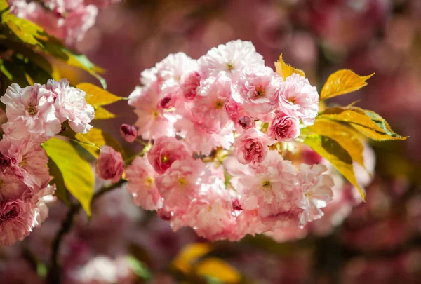 Ciliegio Fiore Fiori Sakura Fiore Ciliegio Sakura Fiori Primavera Giapponesi — Foto Stock