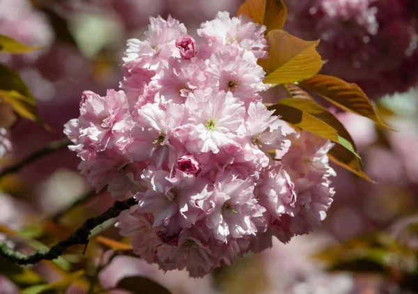 Kersenboom Bloei Sakura Bloemen Kersenbloesem Sakura Japans Lentebloemen Cherry Roze — Stockfoto