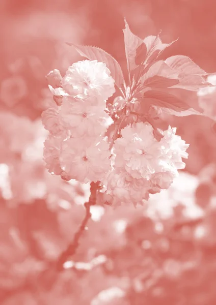 Niowego Drzewa Rozkwicie Sakura Kwiaty Kwiat Wiśni Sakura Japoński Wiosennych — Zdjęcie stockowe
