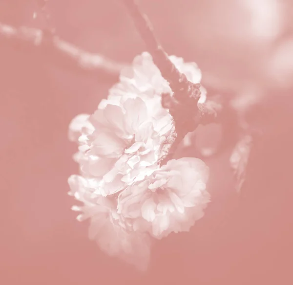 Вишневе Дерево Розквіти Цвіте Сакура Цвітіння Вишні Сакура Японська Весняних — стокове фото