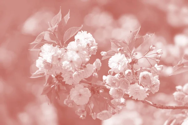 Cherry tree in bloom. Sakura flowers. Cherry blossom. Sakura Japanese Spring Flowers. Cherry Flowers image in trendy living coral color
