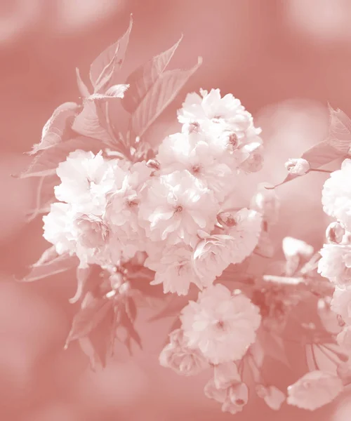 Třešňový Strom Květu Sakura Květiny Třešňový Květ Jarní Japonská Sakura — Stock fotografie