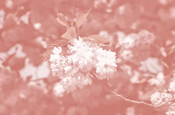 Körsbärsträd Blom Sakura Blommor Körsbärsblommor Sakura Japansk Vårblommor Körsbär Blommor — Stockfoto