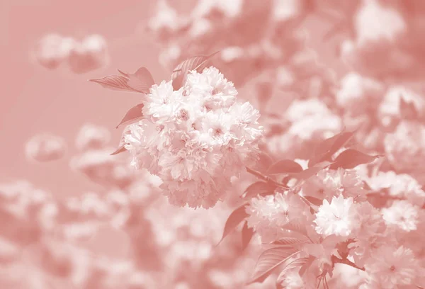Kersenboom Bloei Sakura Bloemen Kersenbloesem Sakura Japans Lentebloemen Cherry Bloemen — Stockfoto