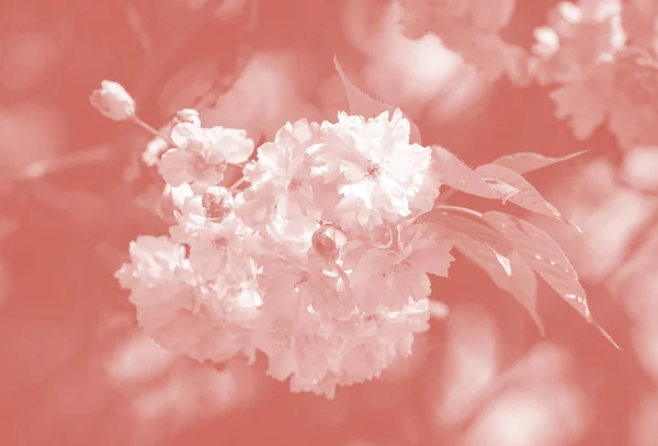Cerejeira Flor Flores Sakura Flor Cereja Sakura Flores Primavera Japonesas — Fotografia de Stock