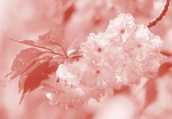 Cherry Tree Bloom Sakura Flowers Cherry Blossom Sakura Japanese Spring — Stock Photo, Image