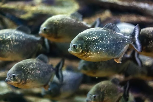 Group Piranhas Aquarium — Stock Photo, Image