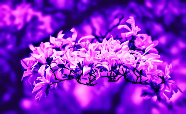 Yumuşak Odak Görüntü Güneş Işığı Ile Bahar Çiçek Açması Manolya — Stok fotoğraf