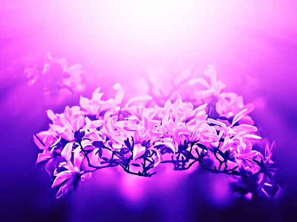 春天与阳光绽放的木兰花的柔和聚焦图像 新潮霓虹灯色的图像 — 图库照片