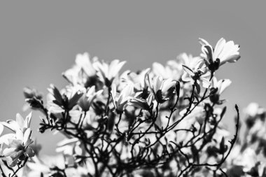 çiçek açan bir manolya ağacı