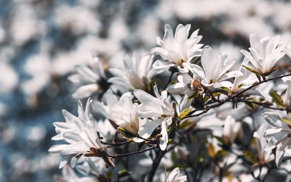 Albero di magnolia in fiore — Foto Stock