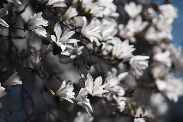 Albero di magnolia in fiore — Foto Stock