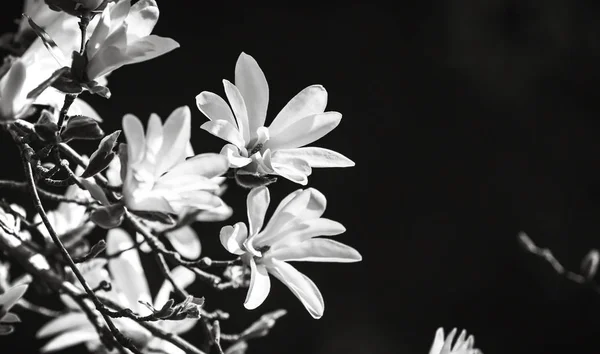 Virágzó magnólia fát — Stock Fotó