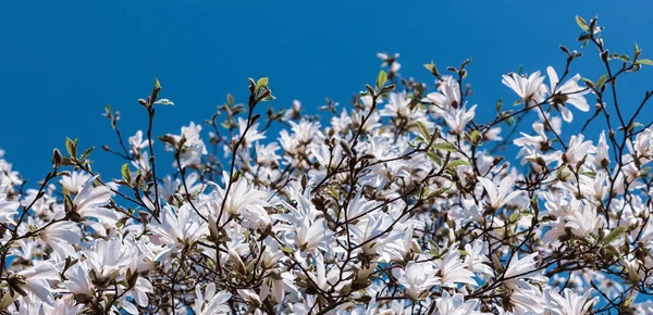 Magnolia árvore florescente — Fotografia de Stock