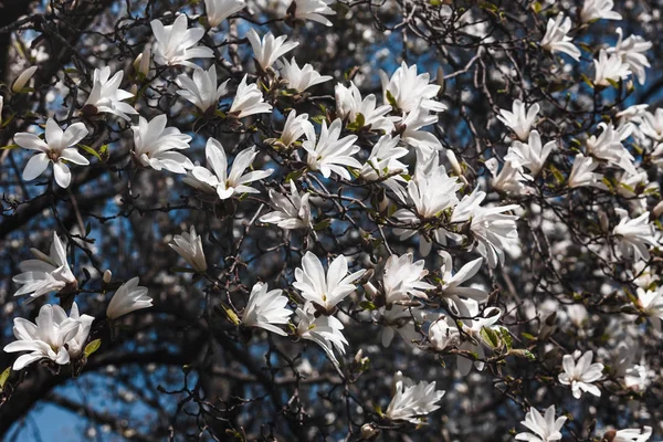 Blühender Magnolienbaum — Stockfoto