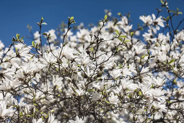 Árbol de magnolia floreciente —  Fotos de Stock