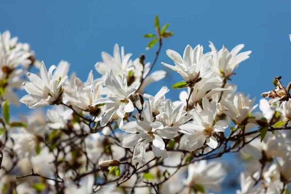 Bloeiende Magnoliaboom — Stockfoto