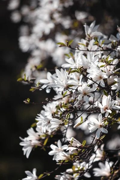 Blooming magnolia tree — Stock Photo, Image