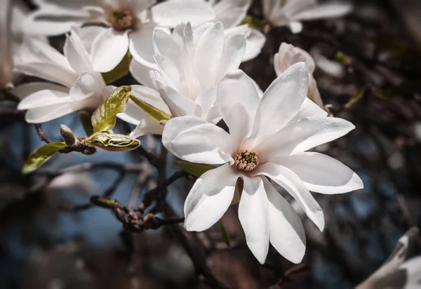 Blooming magnolia tree — Stock Photo, Image