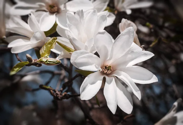 Blühender Magnolienbaum — Stockfoto