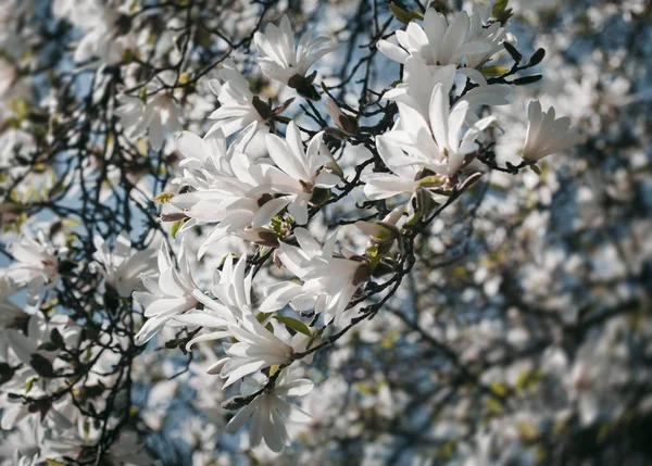 Albero di magnolia in fiore — Foto Stock