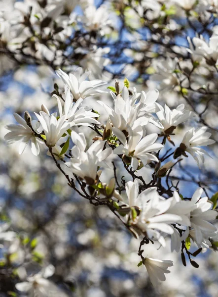 Blühender Magnolienbaum — Stockfoto