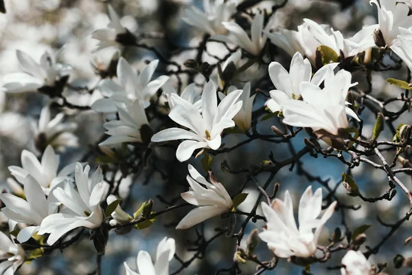 Albero di magnolia in fiore — Foto Stock